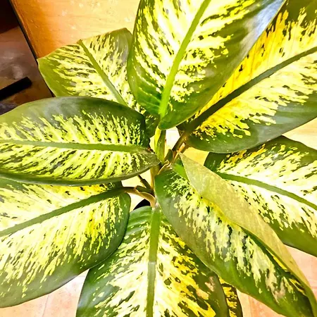 Traditional Gozo Tatil Evi *