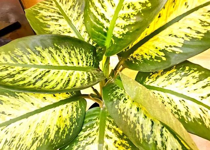 Traditional Gozo Casa vacanze *